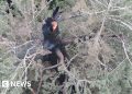 Oregon firefighters race to save one of the world’s tallest trees