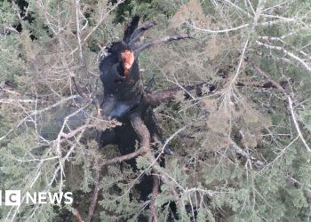 Oregon firefighters race to save one of the world’s tallest trees
