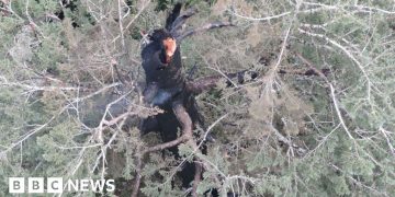 Oregon firefighters race to save one of the world’s tallest trees
