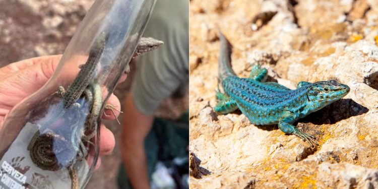 Ibiza lizards ‘near extinction’ due to invasive snakes and mounting litter | World News