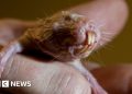 Naked mole rats reveal genetic secret to long life