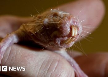 Naked mole rats reveal genetic secret to long life
