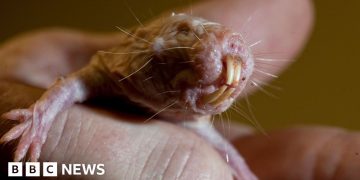 Naked mole rats reveal genetic secret to long life