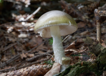 California warns against foraging mushrooms after cluster of poisonings, 1 death