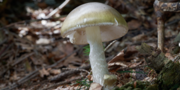 California warns against foraging mushrooms after cluster of poisonings, 1 death