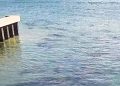 Record number of manatees spotted in Florida lagoon