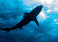 Minnesota woman dies following shark attack in U.S. Virgin Islands
