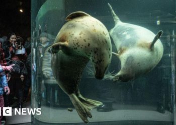 Japan zoo staffer allegedly dumps wife's body inside incinerator