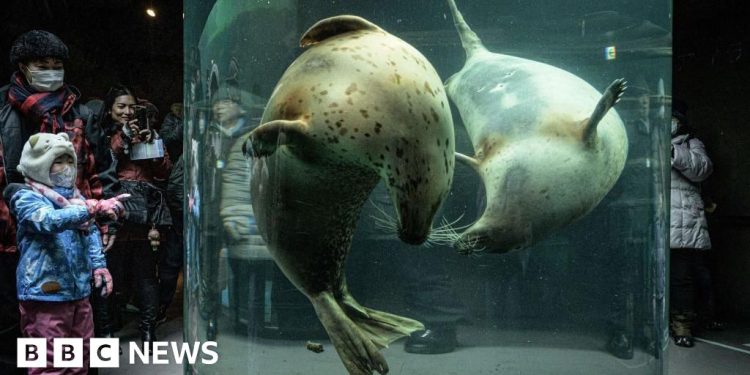 Japan zoo staffer allegedly dumps wife's body inside incinerator