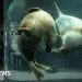 Japan zoo staffer allegedly dumps wife's body inside incinerator