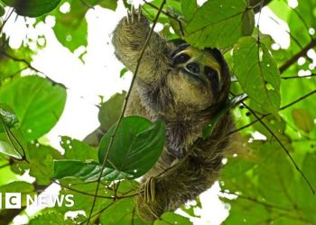 31 sloths die in Florida before opening of attraction