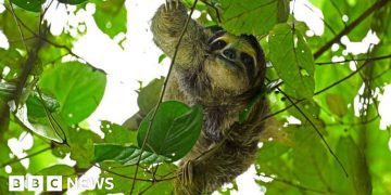 31 sloths die in Florida before opening of attraction