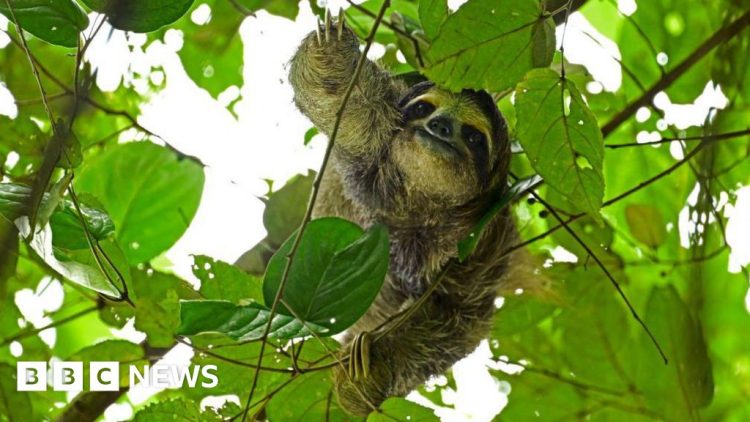 31 sloths die in Florida before opening of attraction