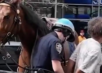 Police officer on horseback chases purse thief in New York