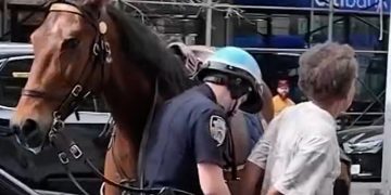 Police officer on horseback chases purse thief in New York