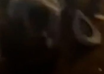 Several injured after stampede at a South Carolina rodeo