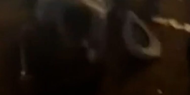 Several injured after stampede at a South Carolina rodeo