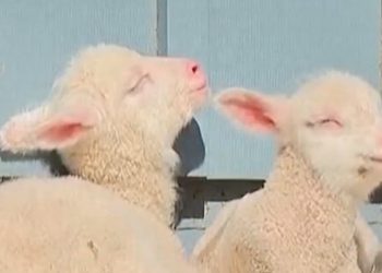 Vermont sheep gives birth to rare sextuplets