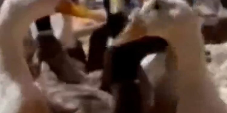 480 rescued ducks up for adoption in California