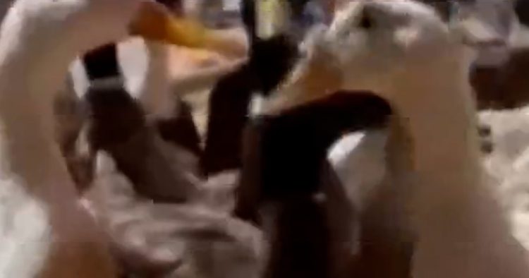 480 rescued ducks up for adoption in California