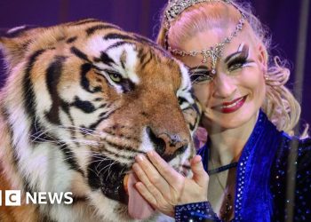 Escaped tiger shot by German police after attacking man