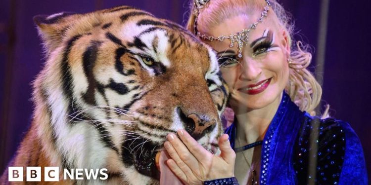 Escaped tiger shot by German police after attacking man