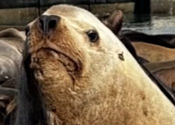 'Chonkers' the sea lion going viral in San Francisco