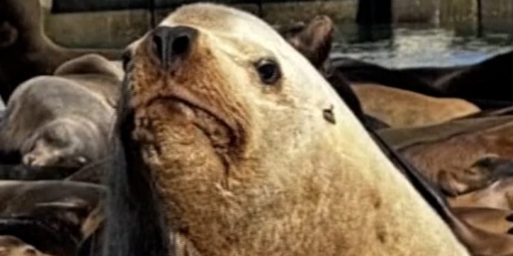 'Chonkers' the sea lion going viral in San Francisco