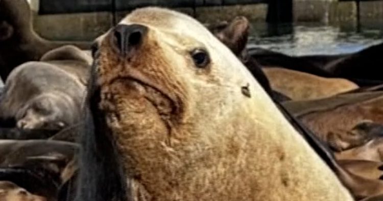 'Chonkers' the sea lion going viral in San Francisco