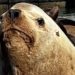 'Chonkers' the sea lion going viral in San Francisco
