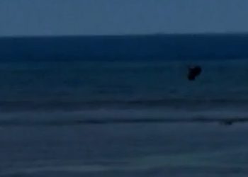 Man throws rock at endangered monk seal in Maui