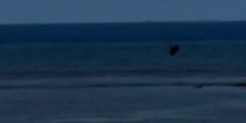 Man throws rock at endangered monk seal in Maui