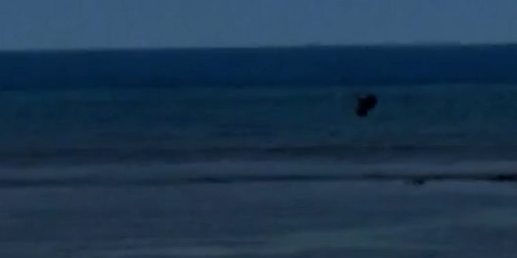 Man throws rock at endangered monk seal in Maui