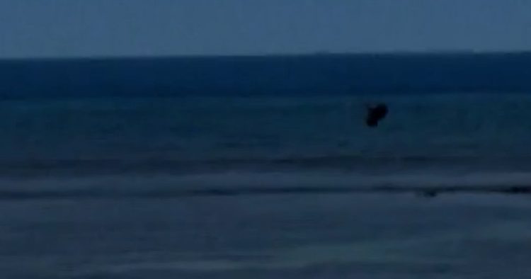 Man throws rock at endangered monk seal in Maui