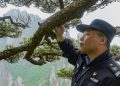 This 1,000-year-old pine tree’s protector fears changing weather patterns