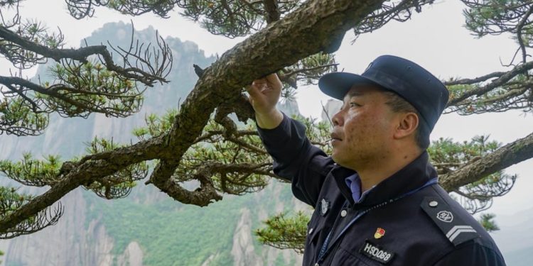 This 1,000-year-old pine tree’s protector fears changing weather patterns