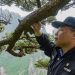 This 1,000-year-old pine tree’s protector fears changing weather patterns