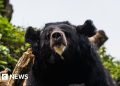Black bear caught in Japan after days of sightings