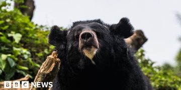 Black bear caught in Japan after days of sightings