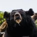 Black bear caught in Japan after days of sightings