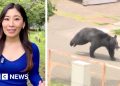 Japanese bear on the run after injuring four people