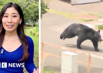 Japanese bear on the run after injuring four people