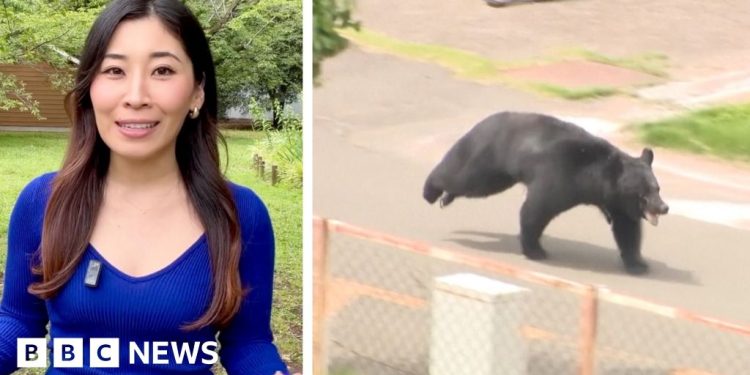 Japanese bear on the run after injuring four people