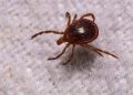 The explosion of ticks and Alpha-gal syndrome