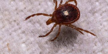 The explosion of ticks and Alpha-gal syndrome