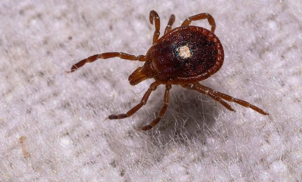 The explosion of ticks and Alpha-gal syndrome