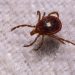 The explosion of ticks and Alpha-gal syndrome